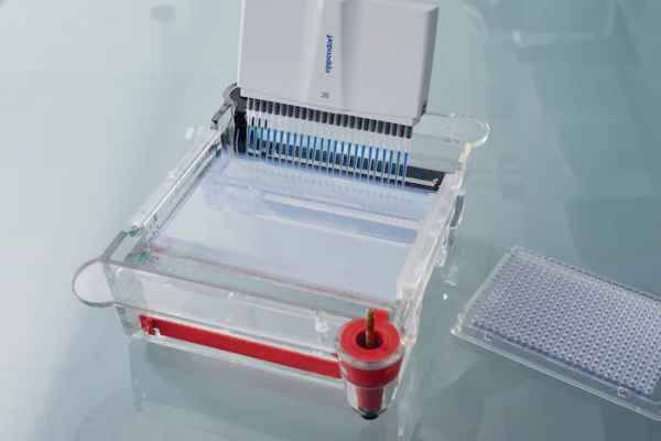 Eppendorf_Liquid-Handling_24-channel-pipette-Pipetting-into-agarose-gel_lab-scene