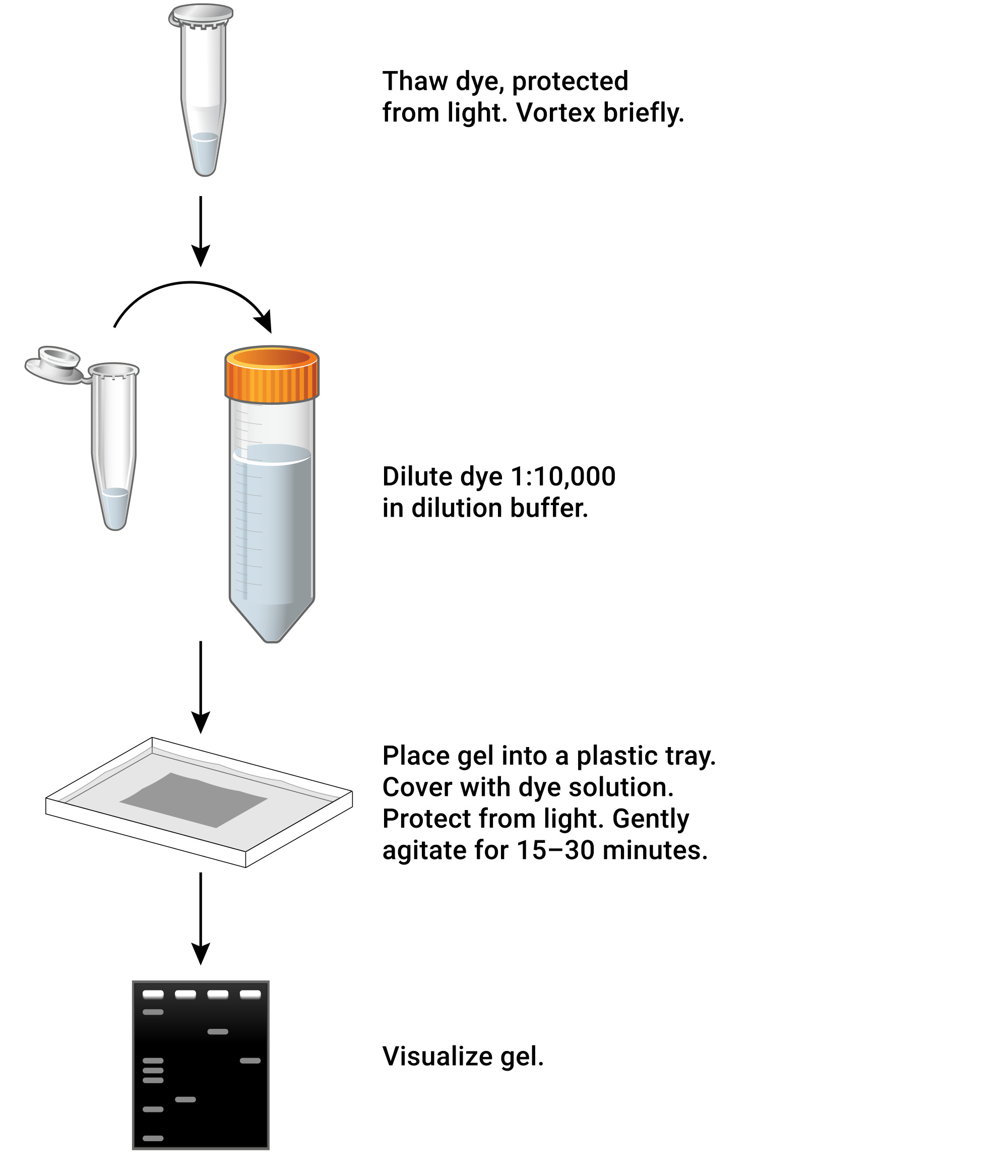 PRO Protocolo de Tinte de Acidos Nucleicos Diamond